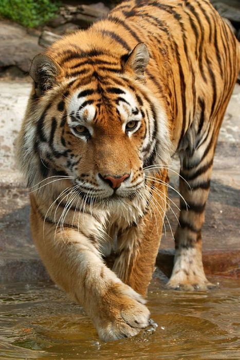 Der Tiger und das Wasser - Freunde ?