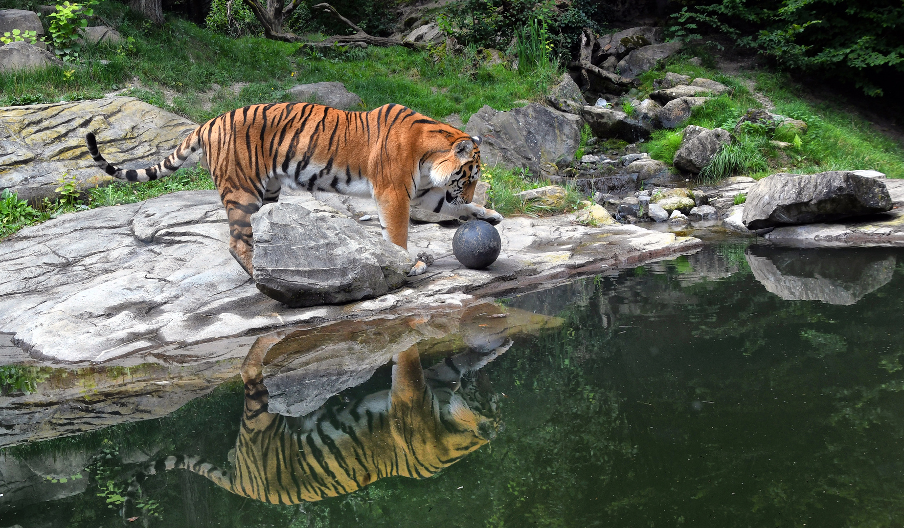 der Tigerball