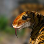 Der Tigerpython