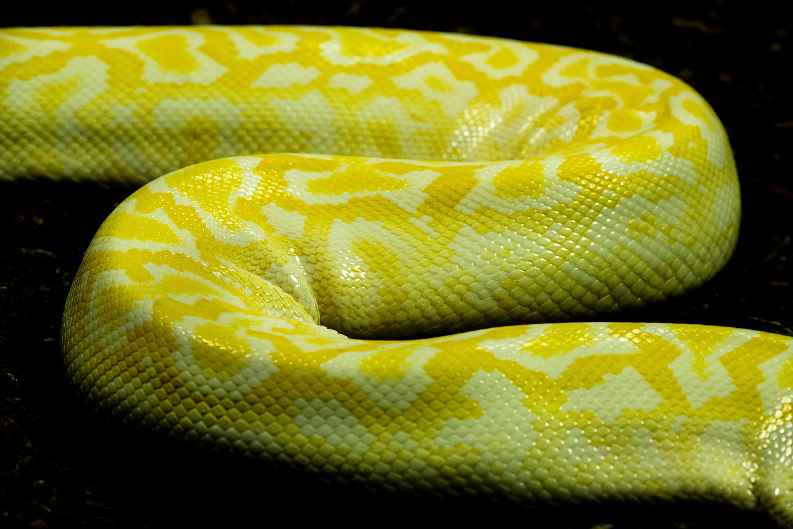 Der Tigerpython (Python molurus).