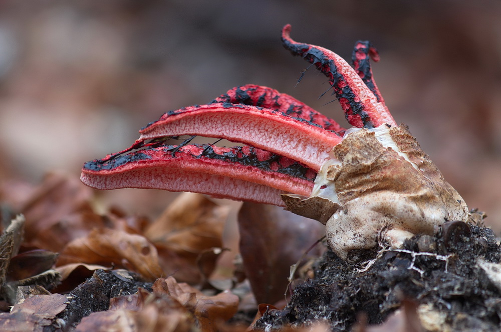 Der Tintenfisch im Pilz