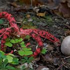 Der Tintenfisch im Wald