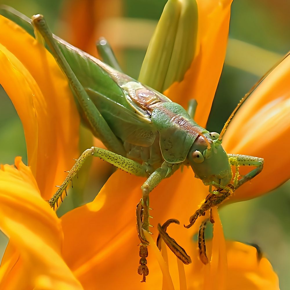 Der Tisch ist gedeckt.... Foto &amp; Bild | tiere, wildlife, insekten ...