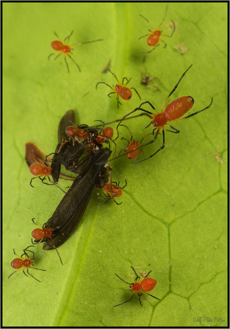 Der Tisch ist gedeckt: Florinda coccinea (Coata Rica)