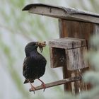 Der Tisch ist reich gedeckt im Starenkobel