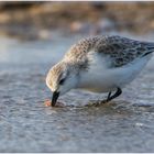 Der Tisch reich gedeckt für Knutts (?) - Calidris canutus oder Sanderling (?) - Calidris alba - (2)