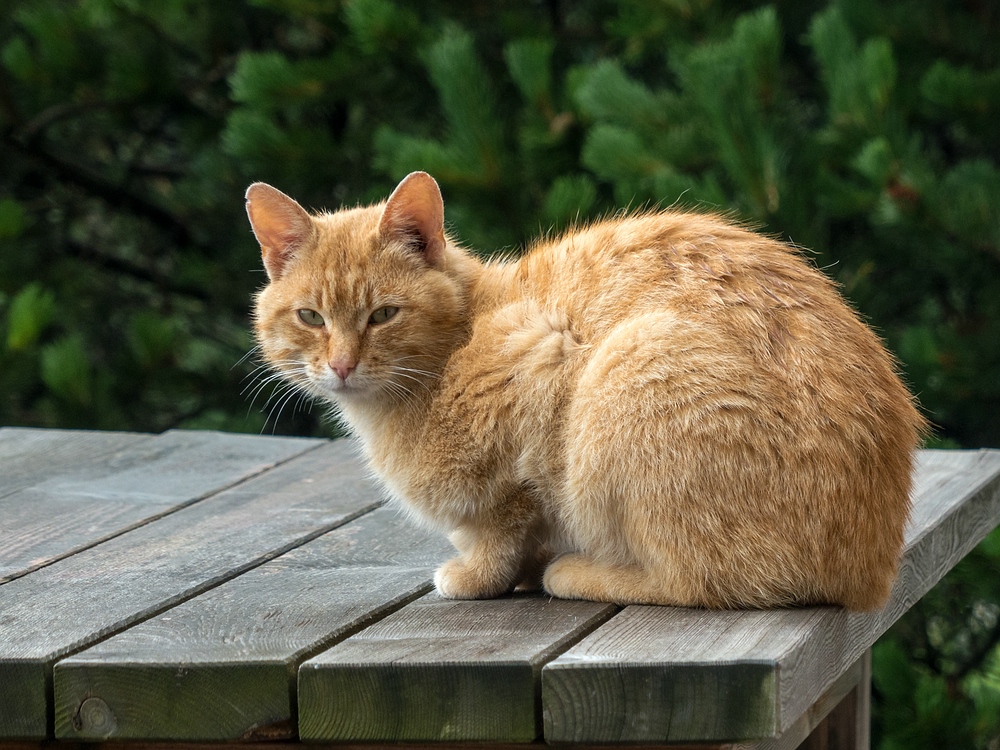 Der Tischkater