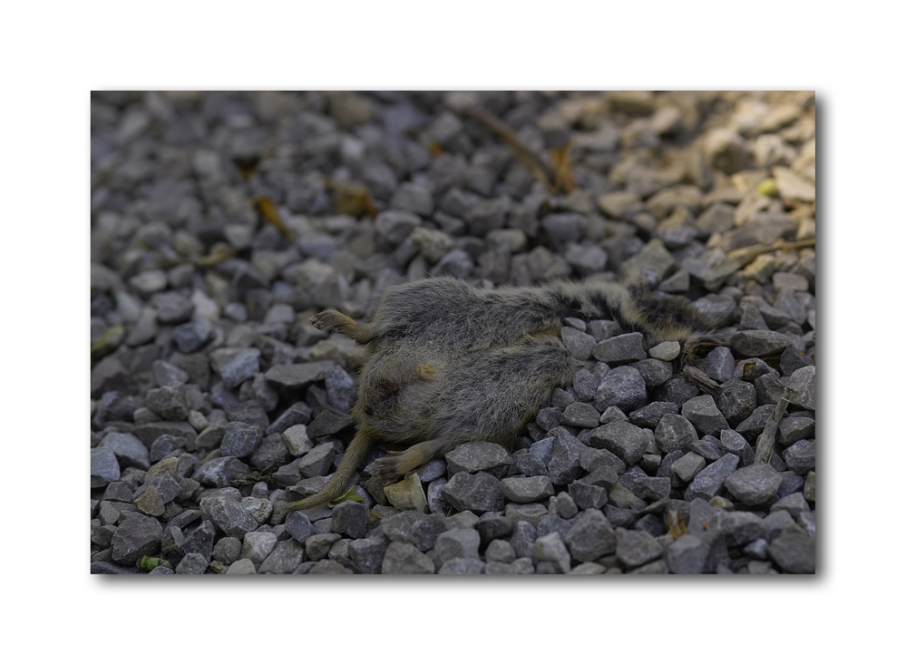 Der Tod auf denaturiertem Untergrund - Aus die Maus