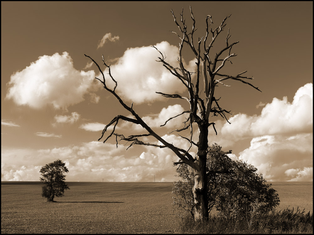 Der Tod des Baumes