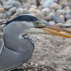 Der Tod des kleinen Fischleins