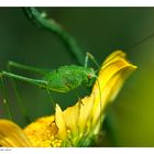 Der Tod einer Ringelblume