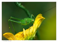 Der Tod einer Ringelblume