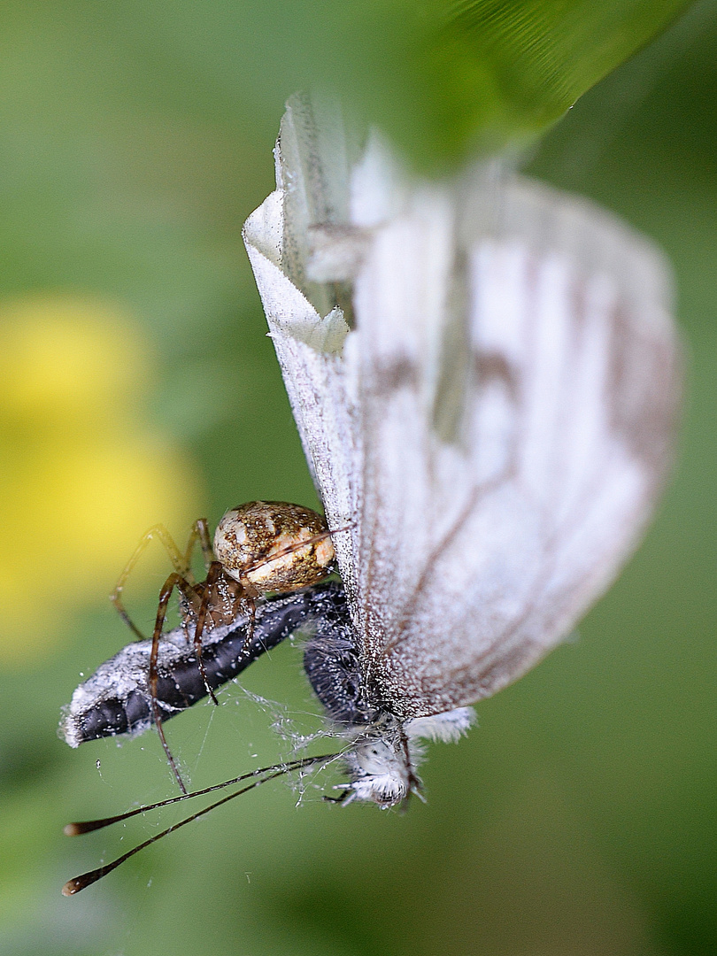 Der Tod eines Schmetterlings.