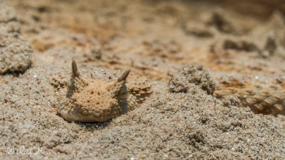 Der Tod im Sand