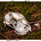 Der Tod im Wald