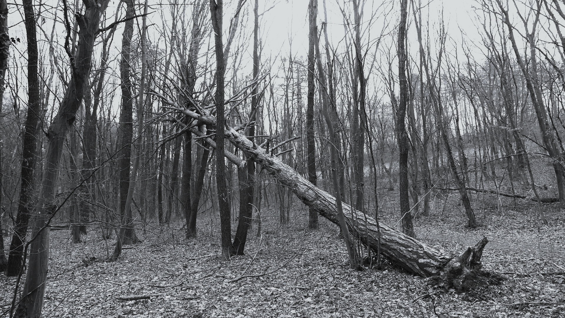 Der Tod im Wald