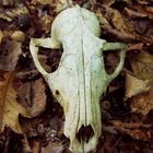 Der Tod im Wald