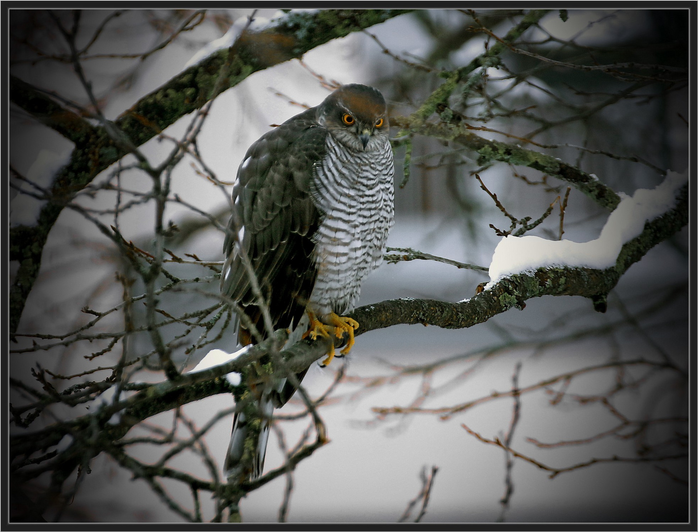 Der "Tod" im Zwetschgenbaum