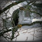 Der "Tod" im Zwetschgenbaum