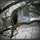 Der "Tod" im Zwetschgenbaum