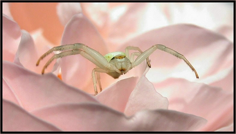 Der Tod in der Blüte