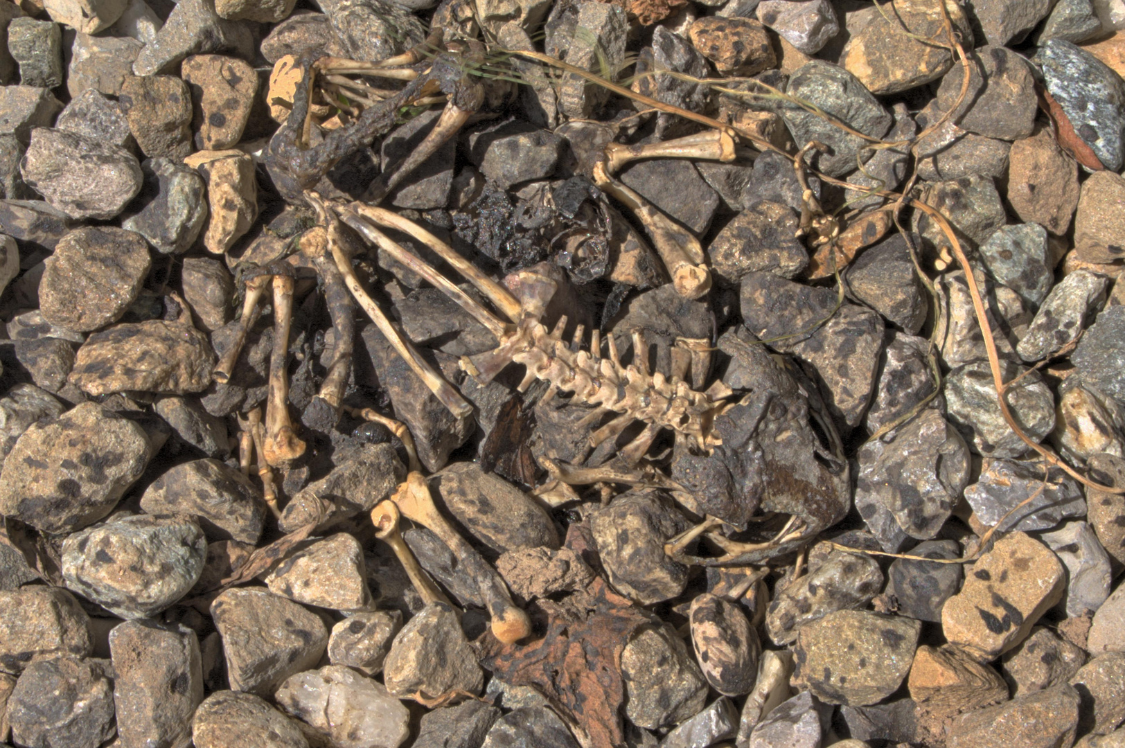 Der Tod lauert im Gemüsegarten