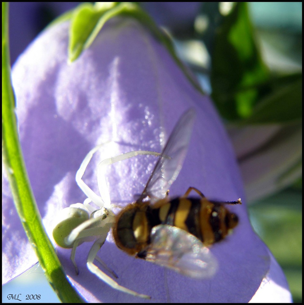 Der Tod lauert in der Glockenblume