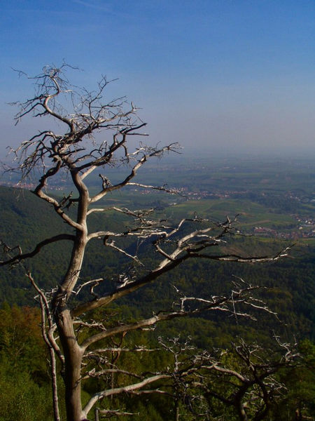 Der Tod und der Sommer