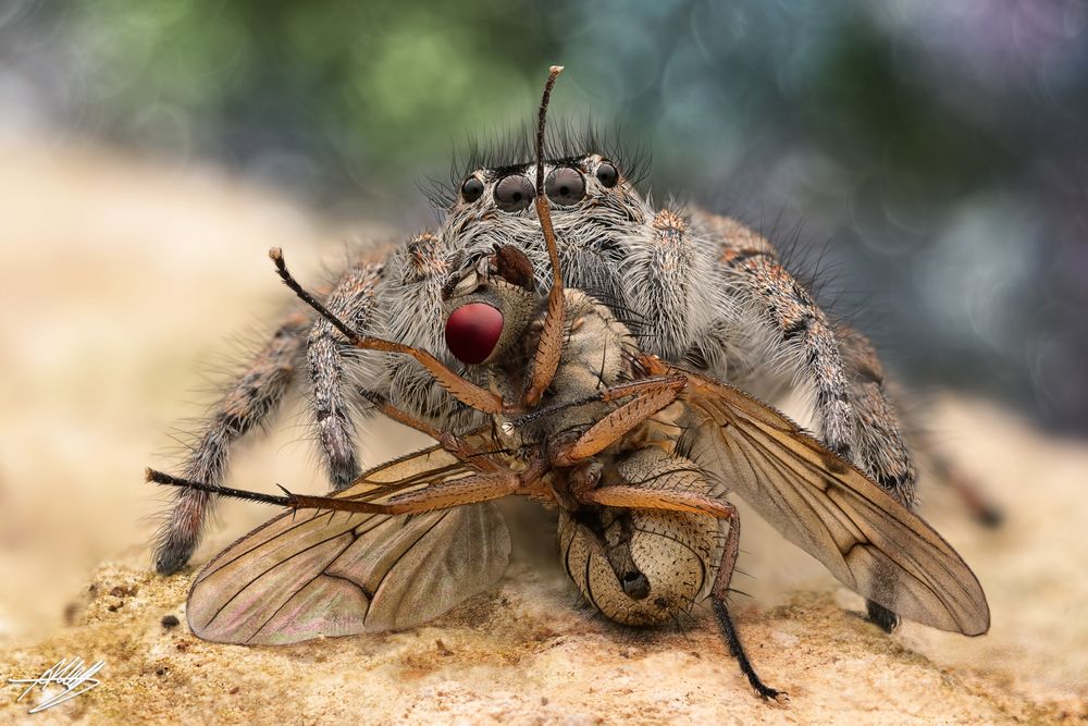 Der Todestanz - Goldaugenspringspinne mit Beute