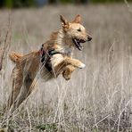 Der tollste Hund, den es gibt