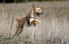 Der tollste Hund, den es gibt