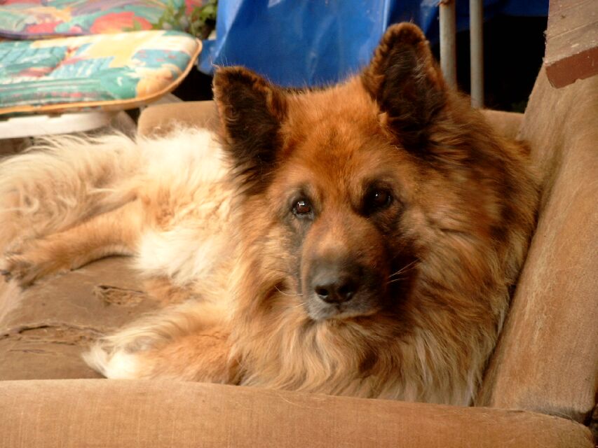 <strong>der tollste und schönste Hund der Welt ))))))</strong> Foto & Bild