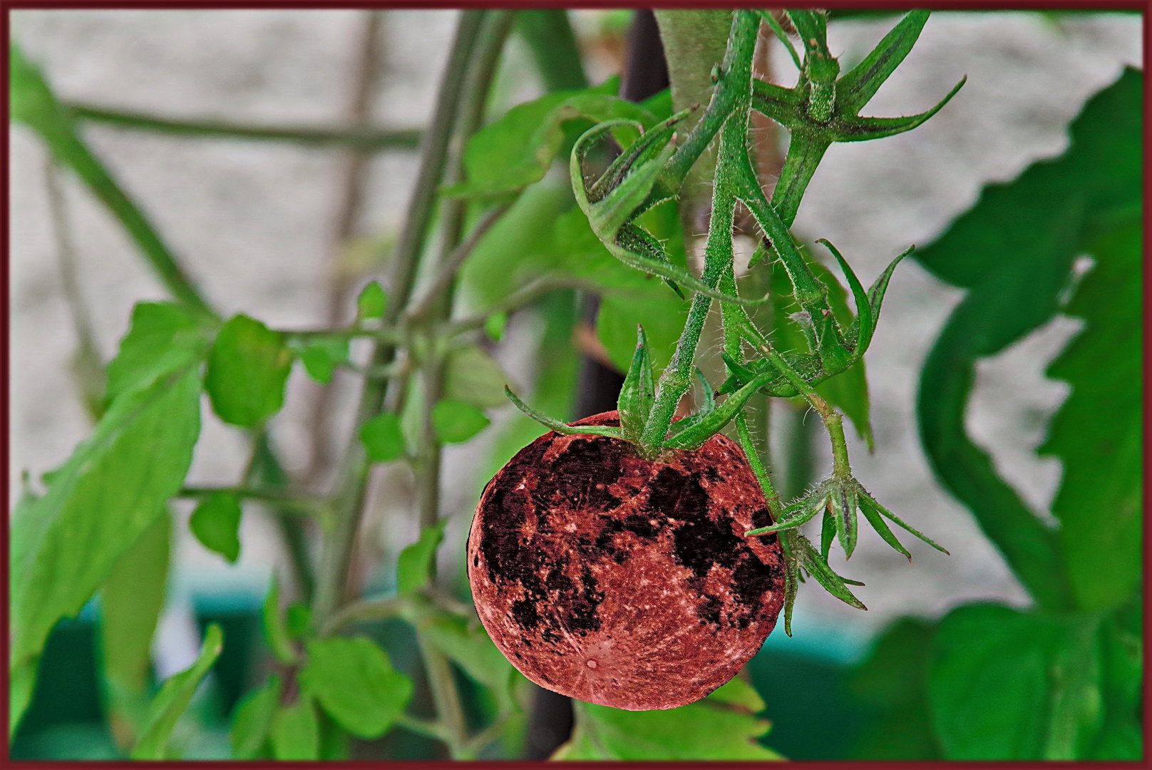 Der Tomatenmond...