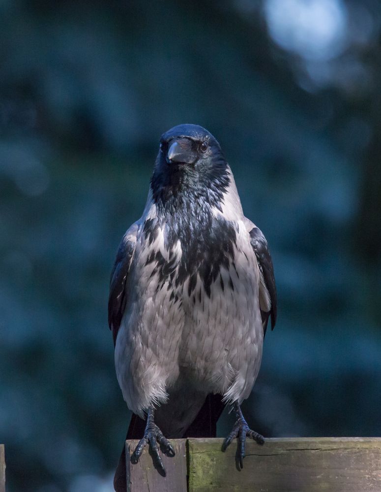 Der Torwächter