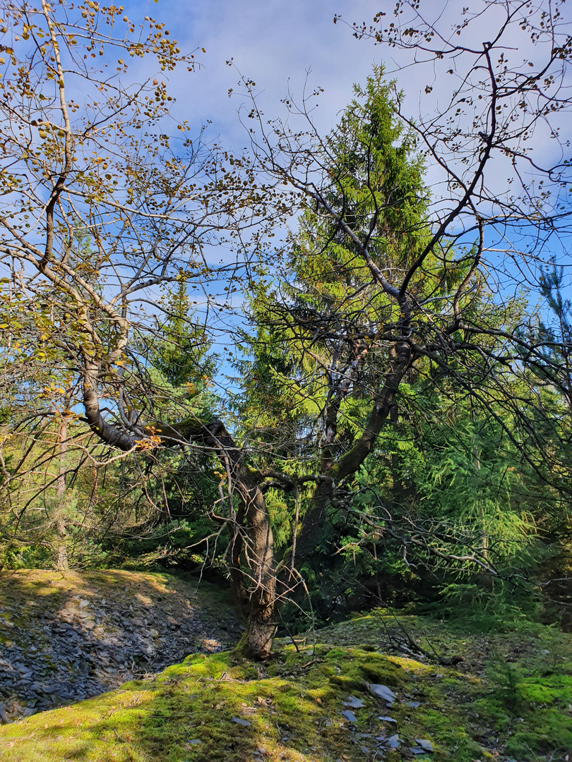 Der tote Baum