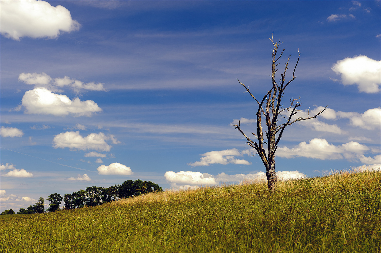 Der tote Baum