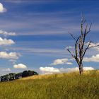 Der tote Baum