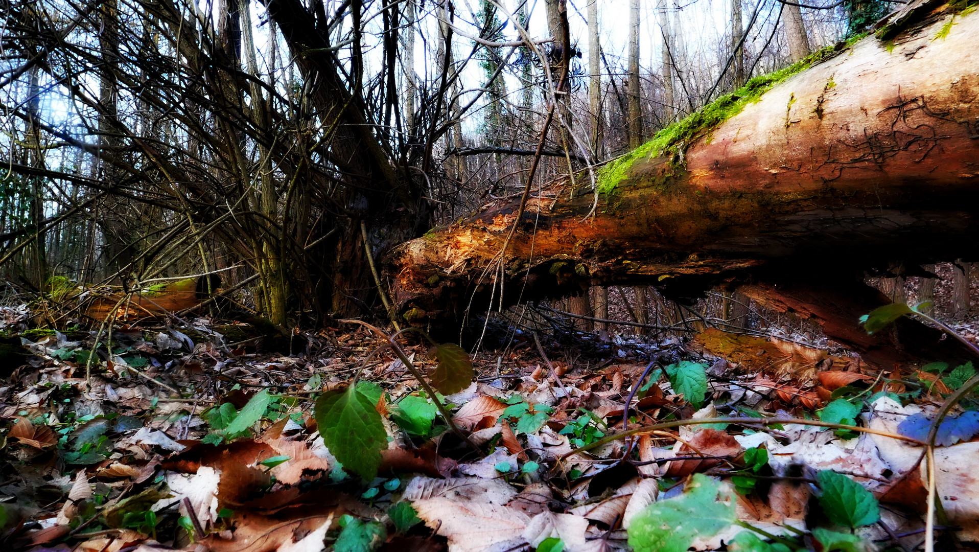 der tote Baum