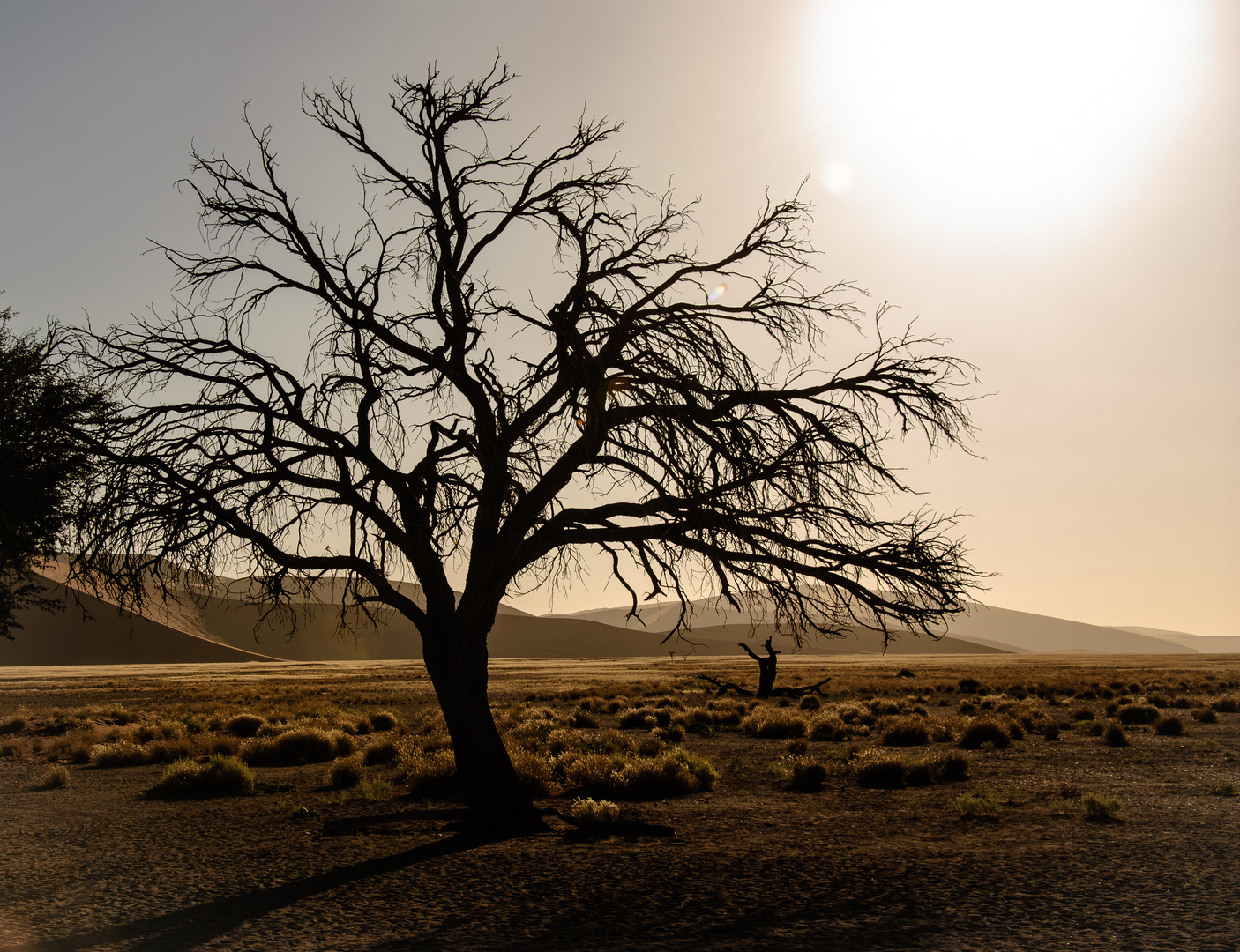 Der tote Baum