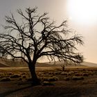 Der tote Baum