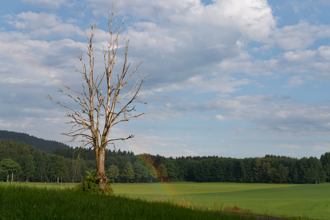 Der tote Baum