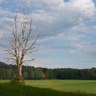 Der tote Baum