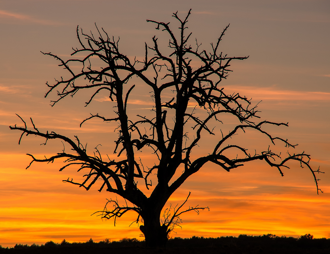 Der tote Baum 2