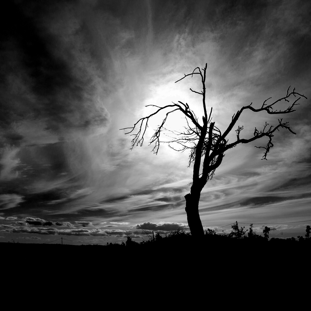 Der tote Baum Foto & Bild | landschaft, midi^2, schwarz und weiss ...