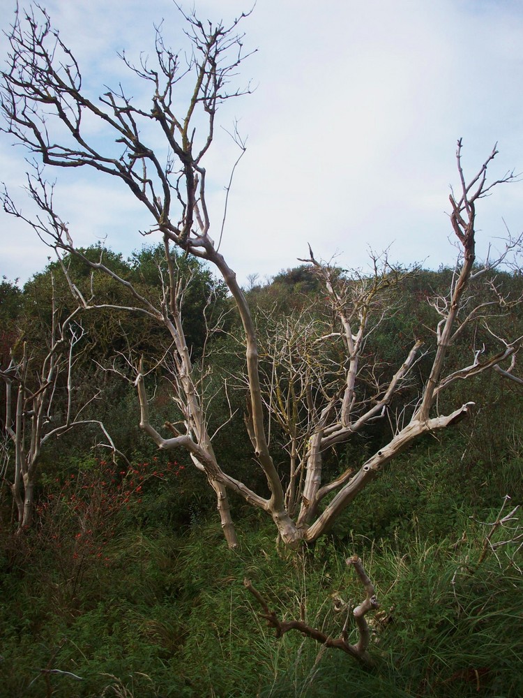 Der tote Baum