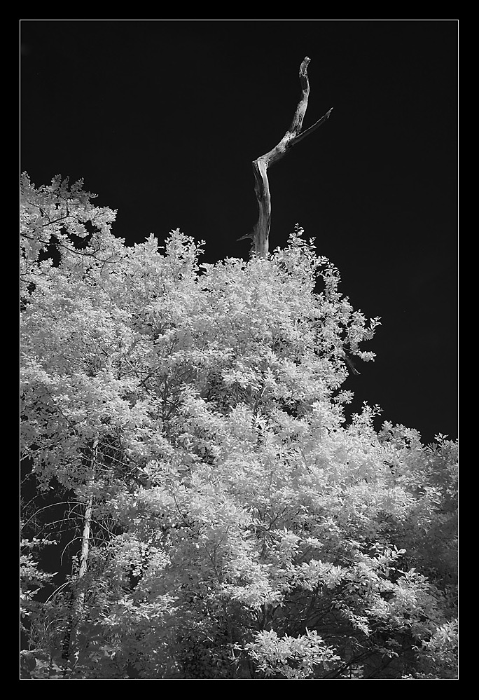 Der Tote Baum