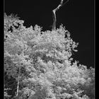 Der Tote Baum