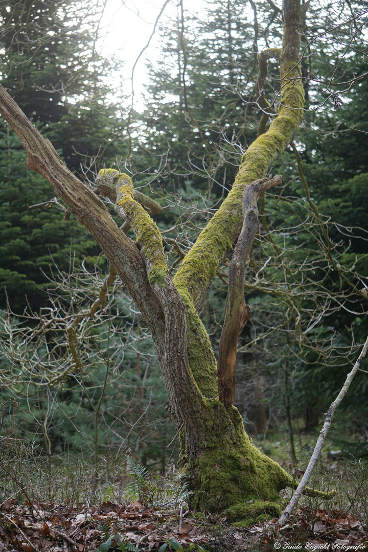 Der tote Baum