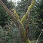 Der tote Baum