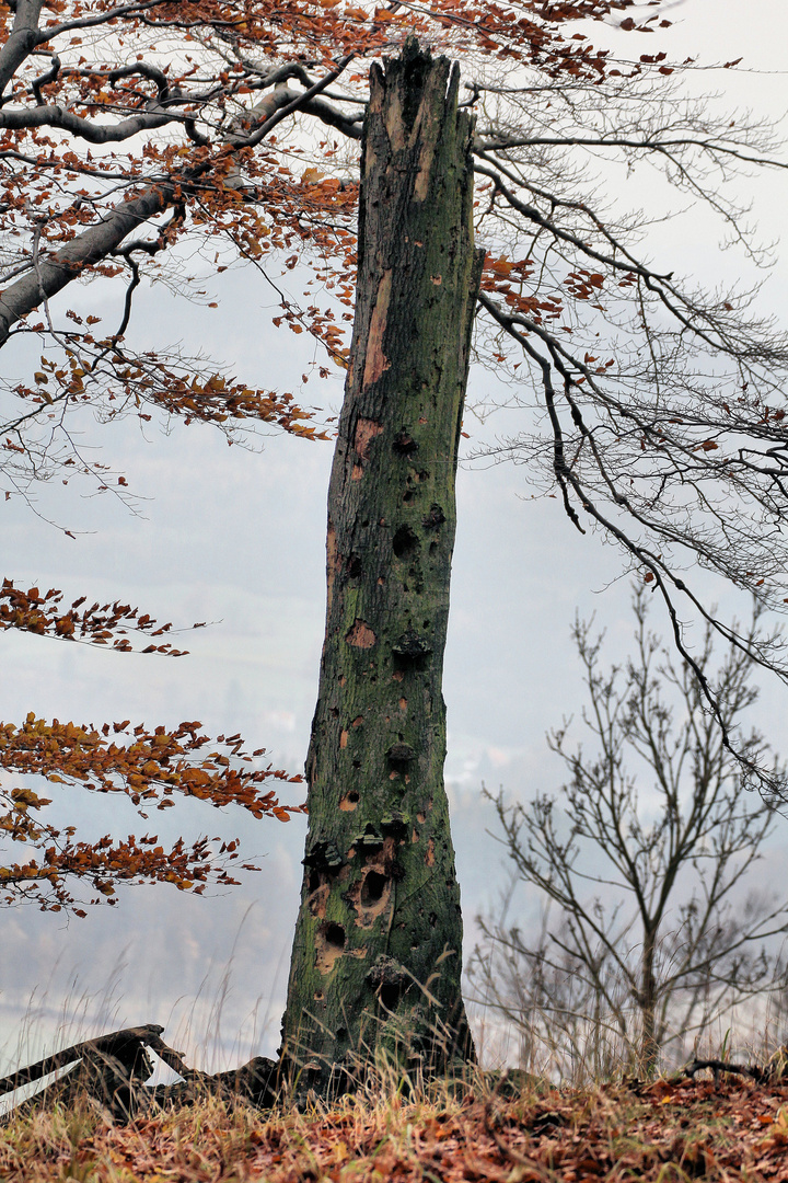 Der tote Baum